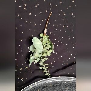 Elegant Baby Eucalyptus Broom